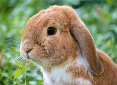 Les rendez-vous médicaux non honorés : une situation préoccupante